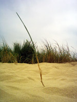 sandgrashalm