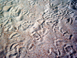 spuren im sand